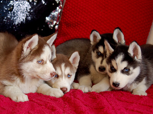 SIBERIAN HUSKY PUPPIES (4 foto / 10)