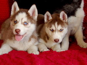 SIBERIAN HUSKY PUPPIES (7 foto / 10)