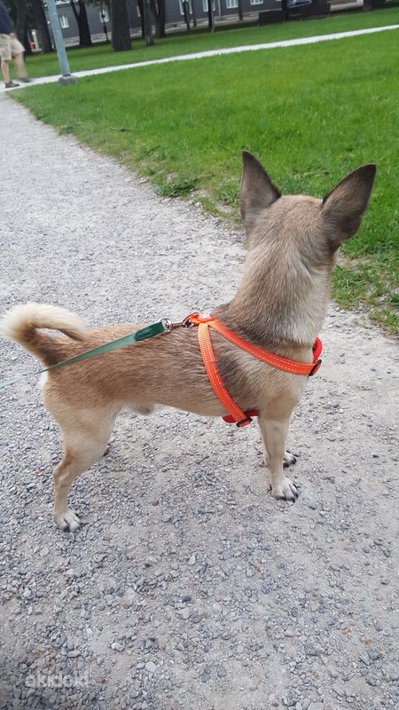 Chihuahua otsib pruuti (foto #3)