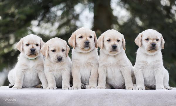 Labrador puppies (foto #1)