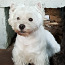 West Highland White Terrier isane (foto #1)
