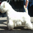 West Highland White Terrier isane (foto #2)