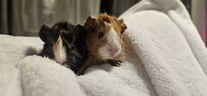 Merisiga