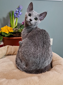 Русские голубые котята (6 фото из 8)