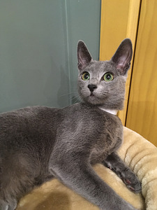 Russian Blue girl Stasya (3 foto / 7)