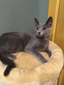Russian Blue girl Stasya (4 foto / 7)