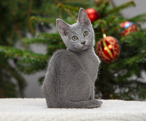 Русские голубые котята (5 фото из 8)