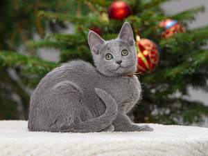Русские голубые котята (8 фото из 8)