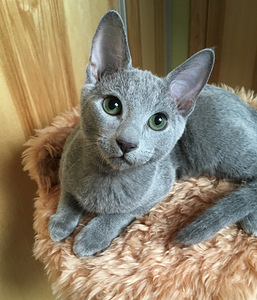 Русские голубые котята (5 фото из 5)