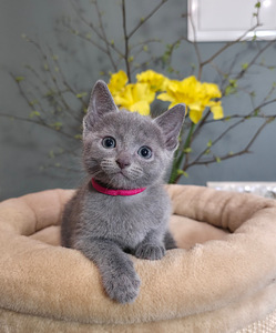 Русские голубые котята (6 фото из 10)