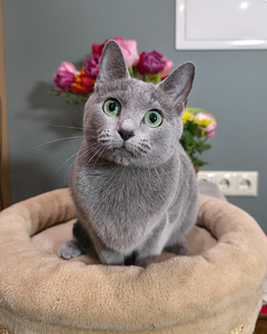 Russian Blue female cat Mishka (1 foto / 7)