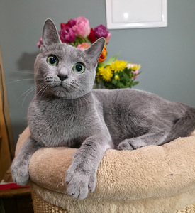 Russian Blue female cat Mishka (4 foto / 7)