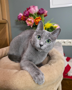 Russian Blue female cat Mishka (7 foto / 7)