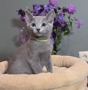 Котята русской голубой (6 фото из 7)