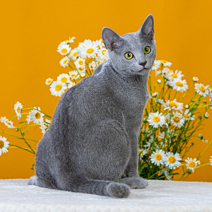 Русская голубая кошка (1 фото из 7)