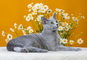 Русская голубая кошка (6 фото из 7)