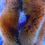 Воротник и манжеты из натуральной лисы (фото #2)