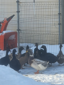 Саксонский папа (1 foto / 1)
