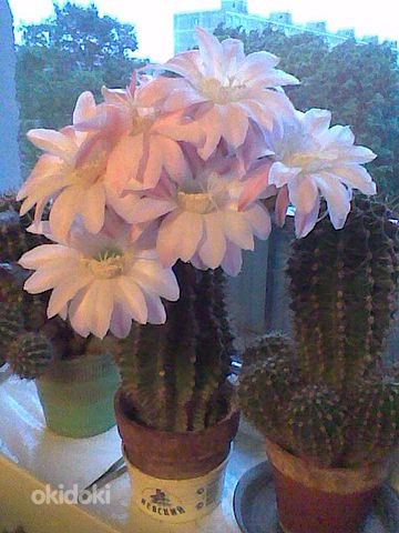 Echinopsis kaktus