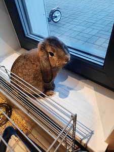 Dekoratiivne küülik. Ära anda (1 foto / 3)