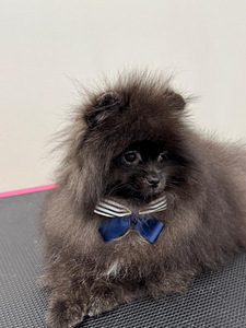 Pomeranian (2 valokuva sivusta 4)