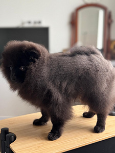 Pomeranian (4 valokuva sivusta 4)