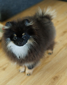 Pomeranian (2 valokuva sivusta 2)
