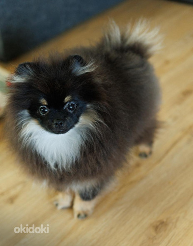 Pomeranian