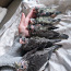 Птенцы нимфы какаду (фото #3)