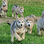 Alaskan Malamute puppies (foto #2)