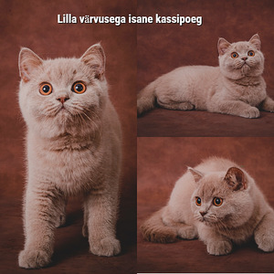 Briti tõupuhtad kassipojad (1 foto / 4)