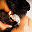 Зубная щетка для животных Show Tech Trio-Pet Toothbrush 3-х (фото #1)