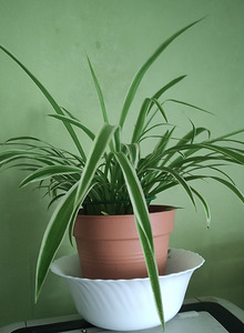 Tups-rohtliilia ehk pruudislepp(Chlorophytum comosum) (2 foto / 2)