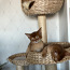 Абиссинские котята (фото #4)