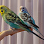 Продам молодую и здоровую самку волнистого попугайчика (фото #3)
