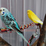 Продам молодую и здоровую самку волнистого попугайчика (фото #5)