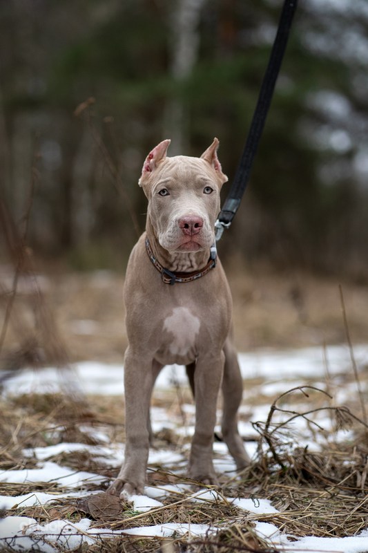 American pitbull terrier (valokuva #3)