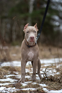 American pitbull terrier (3 valokuva sivusta 9)