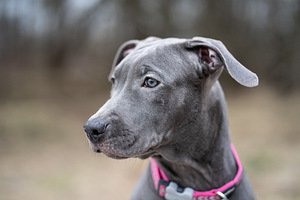 American pitbull terrier (7 valokuva sivusta 9)