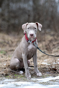 American pitbull terrier (8 valokuva sivusta 9)
