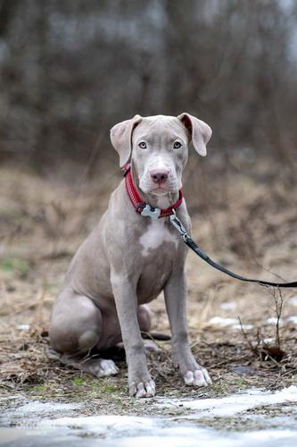 American pitbull terrier (valokuva #8)