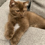 Müüja Briti lühikarvalised kassipojad (foto #3)