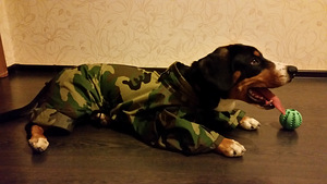 Koera veekindel kombee / Waterproof dog overall (3 foto / 4)