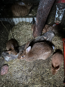 Müüa Küülikud (2 foto / 3)