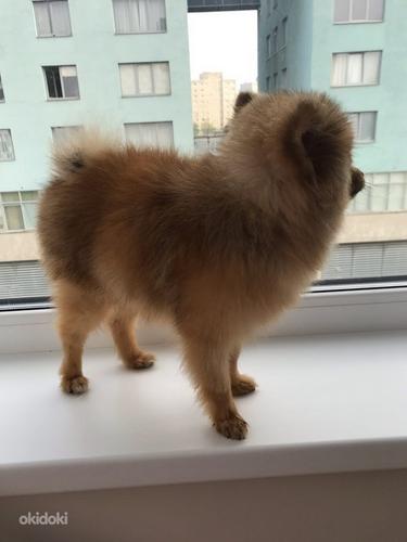 Pomeranian 1 aasta (foto #2)