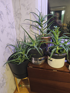 Aaloe (1 foto / 1)