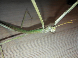 Pulgaputukas Artemis | Raagritsikas | Ramulus artemis (2 foto / 6)