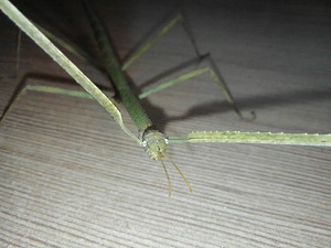 Pulgaputukas Artemis | Raagritsikas | Ramulus artemis (3 foto / 6)