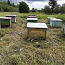 Majad mesilastele (foto #1)