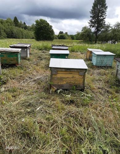 Домики для пчёл (фото #1)